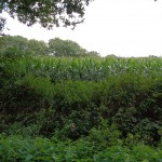 Zelfertweg 23-08-2014 16.29 