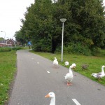 Buursestraat 26-08-2014 14.36 