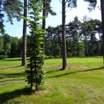 Drienerbraken op de golfbaan 16-07-2014 10.20