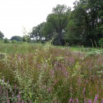 Fietspad achter Beltrumbrink 06-08-2014 15.10 