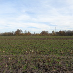 een zandpad zonder naam in het verlengde van de Hegeboerweg 25-11-2014 14.52 