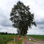 Lammerinkweg Usselo 20-06-2014 15.38