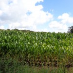 Schukkingweg 24-08-2014 11.06 