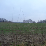 Vegerweg Lonneker 22-01-2015 16.19 